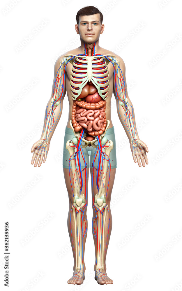 3d rendered medically accurate illustration of male Internal organs, skeleton and circulatory system