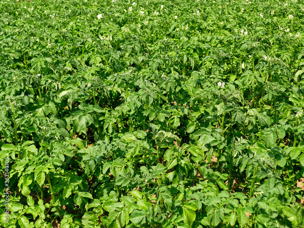 potato, cultivation in a garden potato, cultivation in a garden