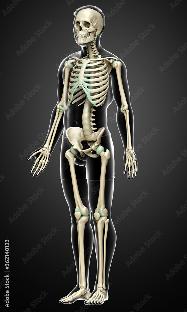 3d rendered, medically accurate illustration of a male skeleton system