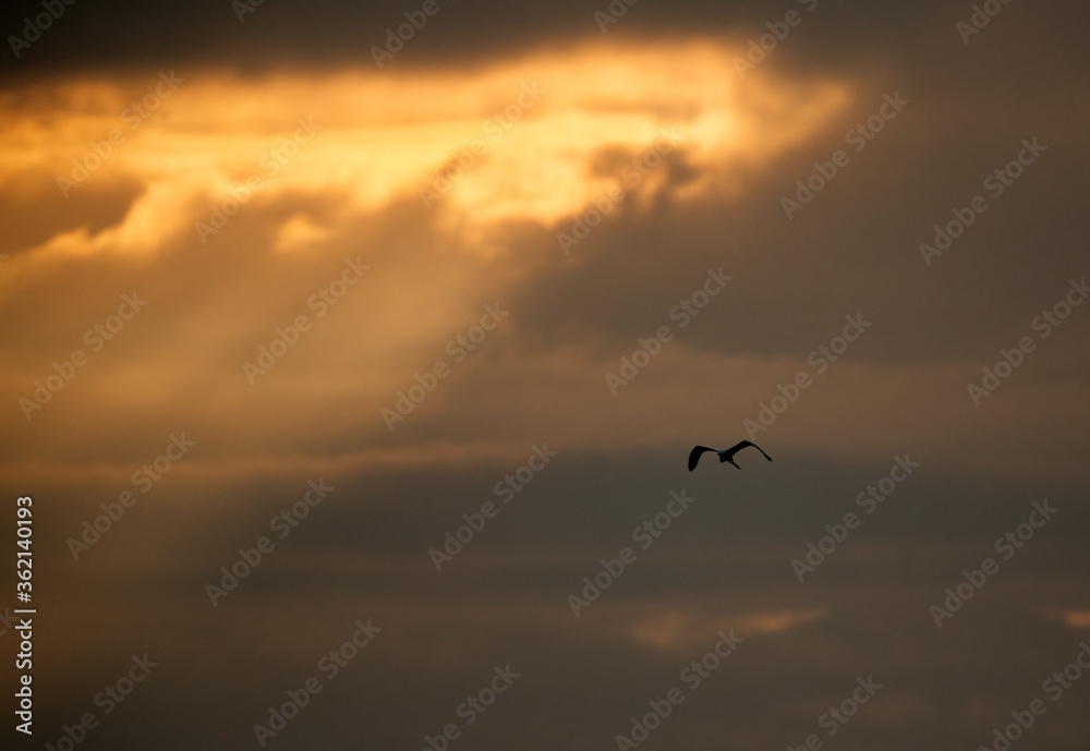 Western reef heron flying and light rays from the cloud at Aker, Bahrain