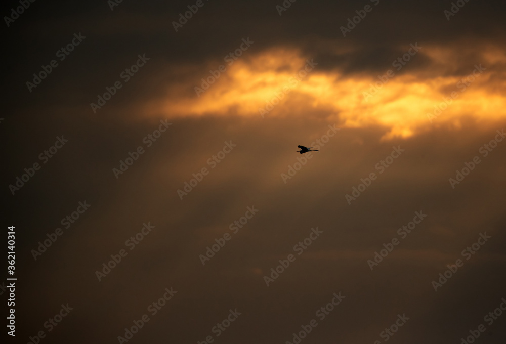 Silhouette of Western reef heron and light rays coming from the cloud at Aker, Bahrain