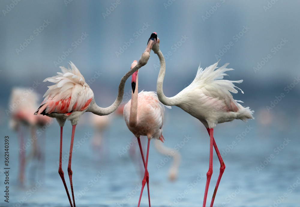 Εκτύπωση καμβά Greater Flamingos fight, Bahrain