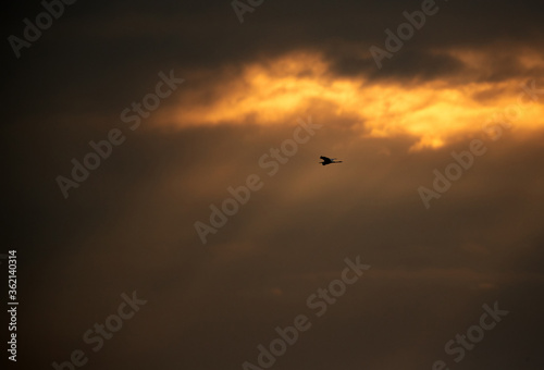 Silhouette of Western reef heron and light rays coming from the cloud at Aker, Bahrain © Dr Ajay Kumar Singh