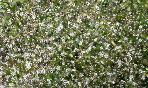 Flowers Gypsophila. Floral beautiful light background. Small white flowers.