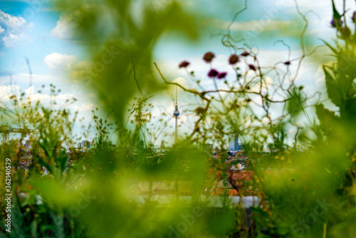 Berlin Horizont mit Fernsehturm und Blumen, Pflanzen. © formgefuege