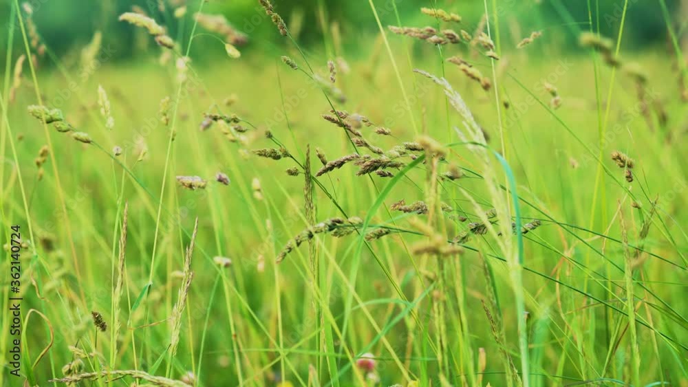 Fresh green grass close-up. Field of grass in perspective. Summer green nature concept. The rays of the sun break through the green grass. Depth of field. Soft focus. Ultra hd 4k Fresh green grass close-up. Field of grass in perspective. Summer green nature concept. The rays of the sun break through the green grass. Depth of field. Soft focus. Ultra hd 4k