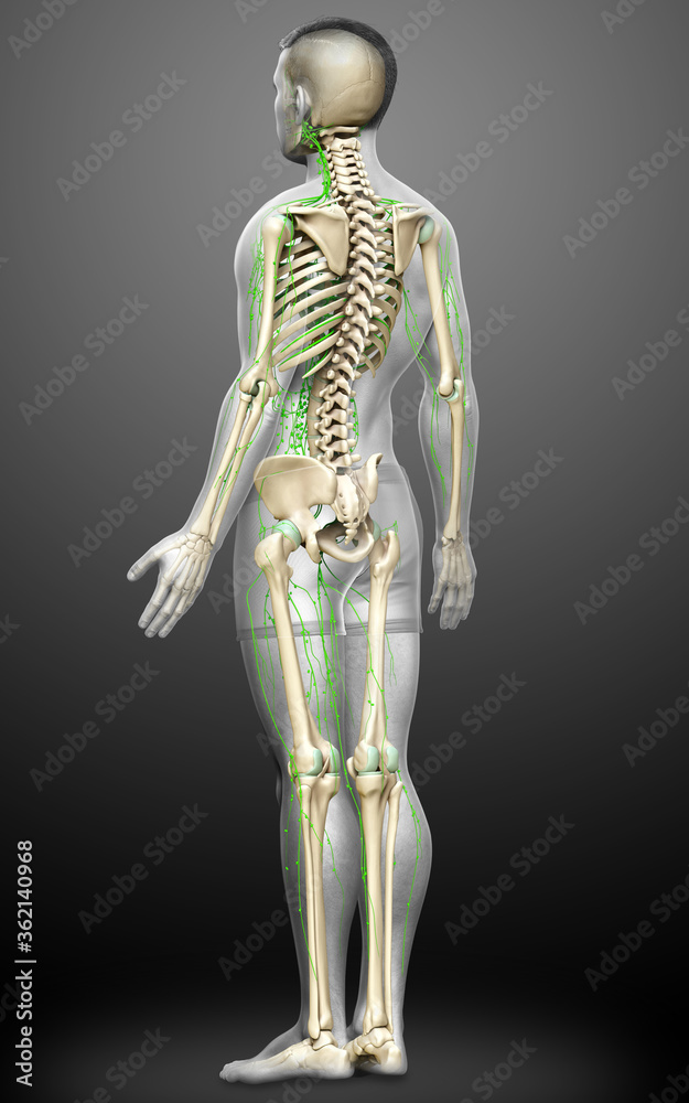 3d rendered medically accurate illustration of a male lymphatic system 3d rendered medically accurate illustration of a male lymphatic system
