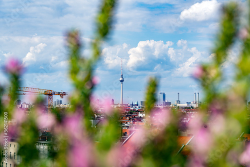 Berlin Horizont mit Fernsehturm und Blumen, Pflanzen.