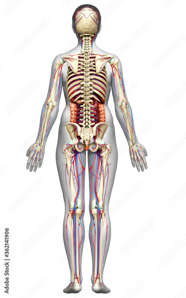 3d rendered medically accurate illustration of female Internal organs, skeleton and circulatory system 3d rendered medically accurate illustration of female Internal organs, skeleton and circulatory system