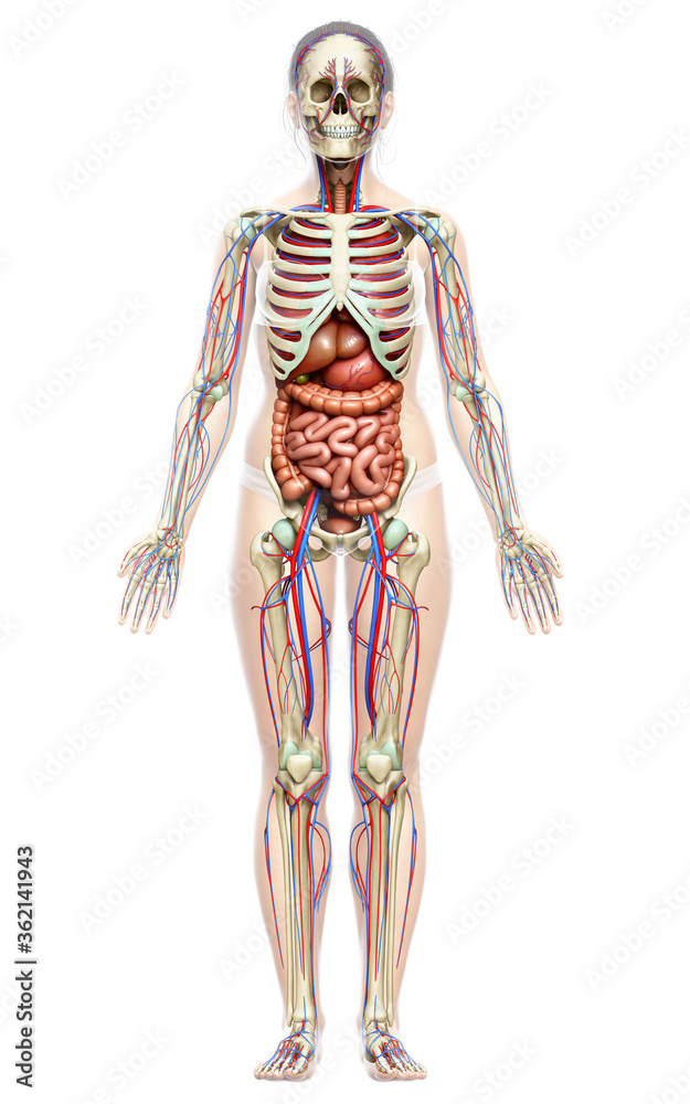 3d rendered medically accurate illustration of female Internal organs, skeleton and circulatory system 3d rendered medically accurate illustration of female Internal organs, skeleton and circulatory system
