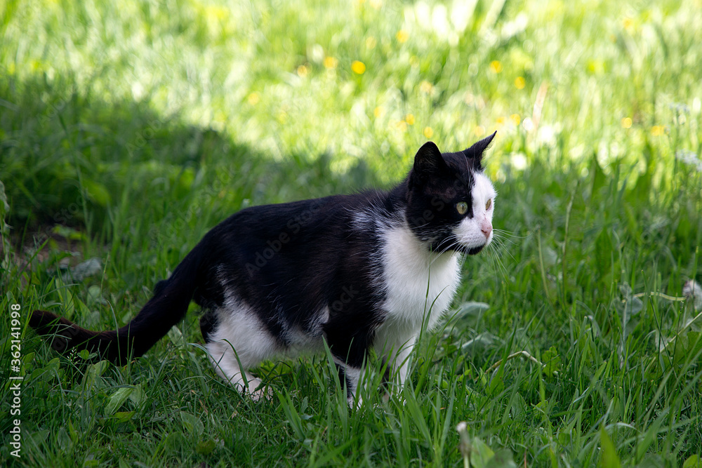 A black and white cat walks on green grass and looks