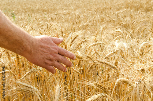 Male hand touching ripe and golden wheat stems in the field