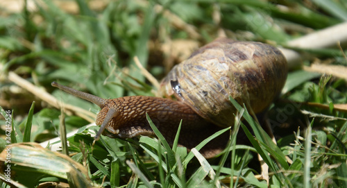 Old Snail in the grass