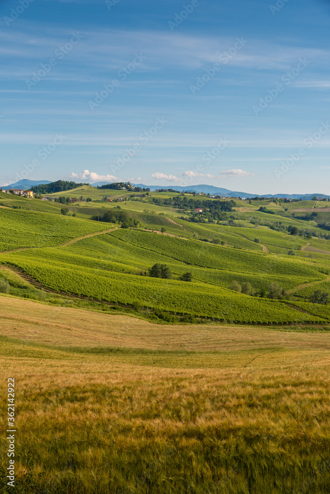 Oltrepo' Pavese landscape hills with wineyardsand Montalto castle in a sunny day