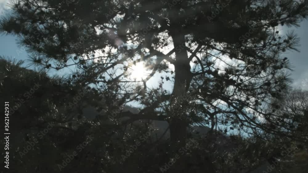 Beautiful pan of pine tree in backlight. Sun rays through tops of treee, sun shines through foliage. POV view. Beautiful pan of pine tree in backlight. Sun rays through tops of treee, sun shines through foliage. POV view.