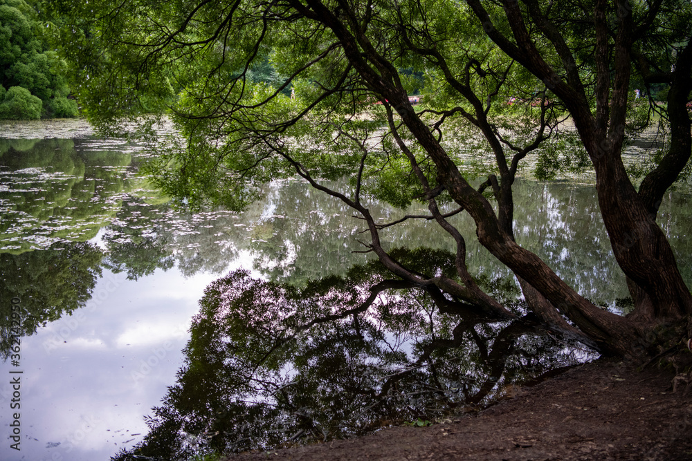amazingly beautiful nature with a river at dawn amazingly beautiful nature with a river at dawn