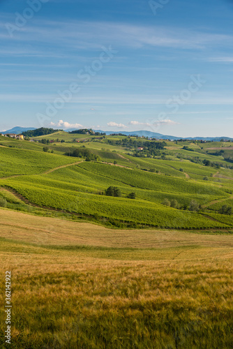 Oltrepo' Pavese landscape hills with wineyardsand Montalto castle in a sunny day © Michele