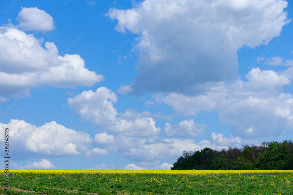 green field and blue sky green field and blue sky