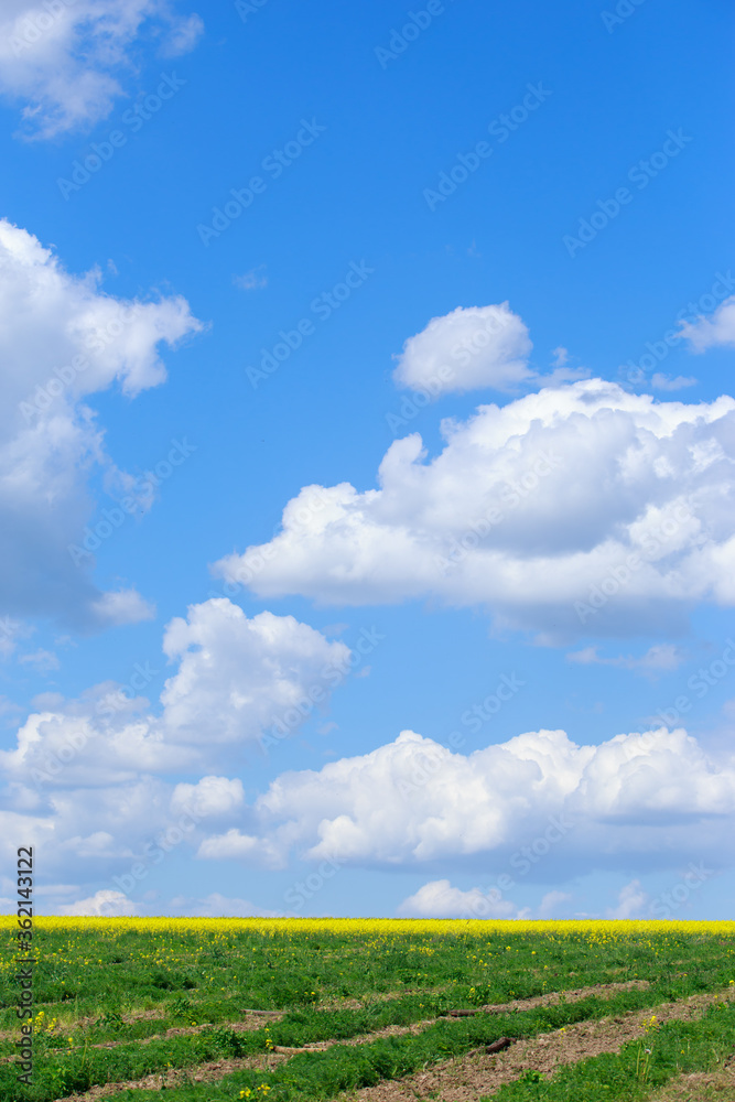 Obraz premium green field and blue sky