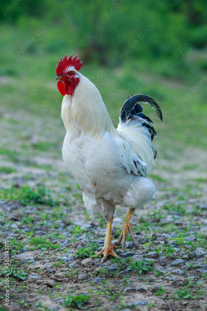 Fototapeta premium Big beautiful cock