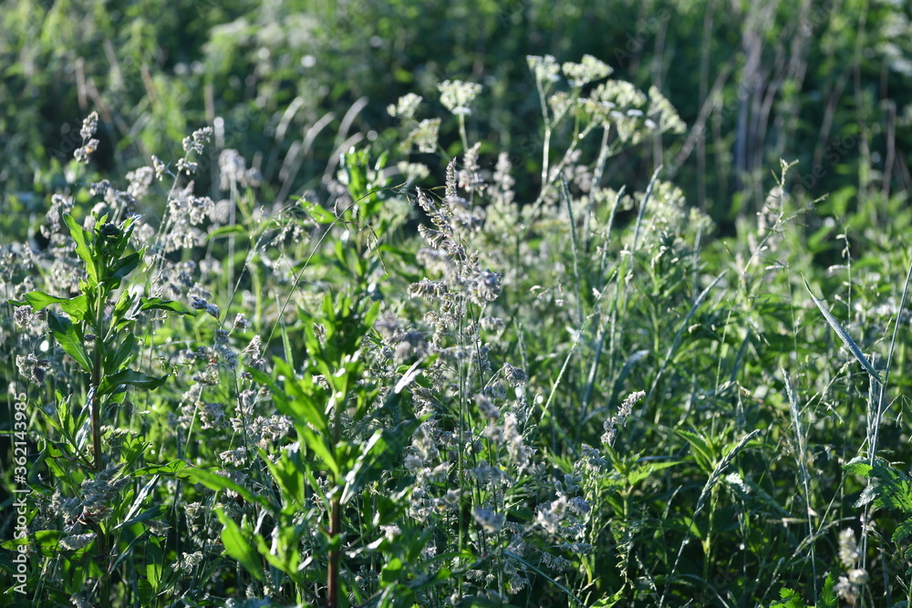 forest landscape on a summer early morning