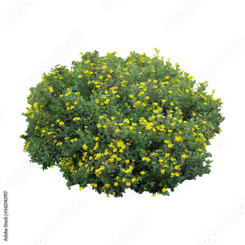Canvas Print Bush with yellow flowers isolated on a white background.