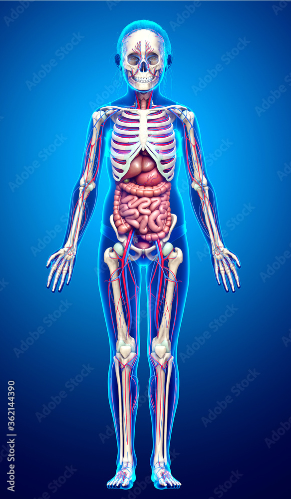 3d rendered medically accurate illustration of girl Internal organs, skeleton and circulatory system