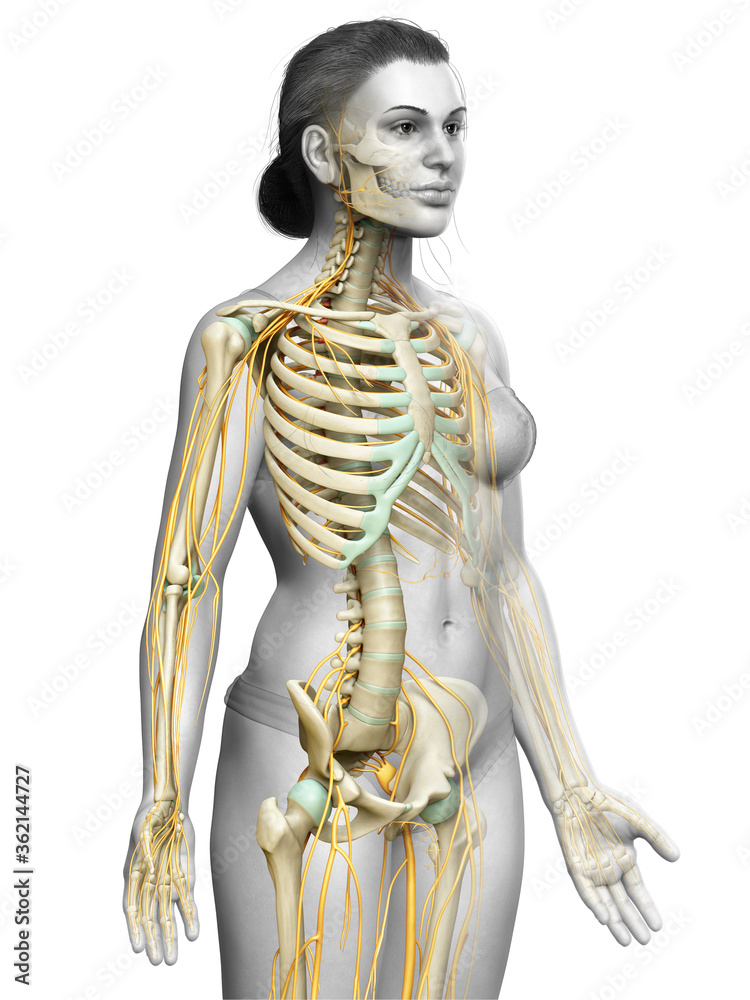3d rendered medically accurate illustration ofa female nervous system and skeleton system 3d rendered medically accurate illustration ofa female nervous system and skeleton system