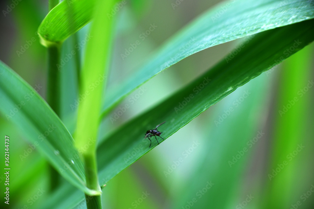 Obraz premium forest flies sits on plant branches in vivo