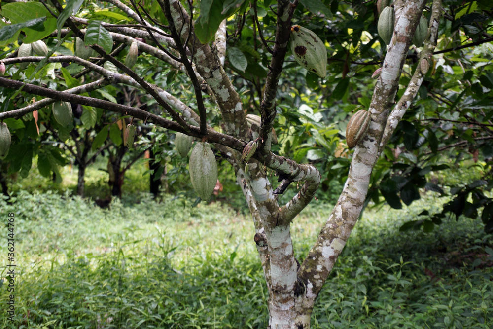 Fototapeta premium coffee plantation near Blitar, East Java - Indonesia