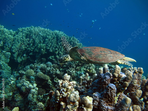 Sea turtles, Great Reef Turtle Bissa.