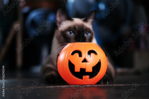 Smiling Halloween pumpkin head and happy siam cat on wooden floor in natural shadow and sunlight. Halloween holiday concept. photo