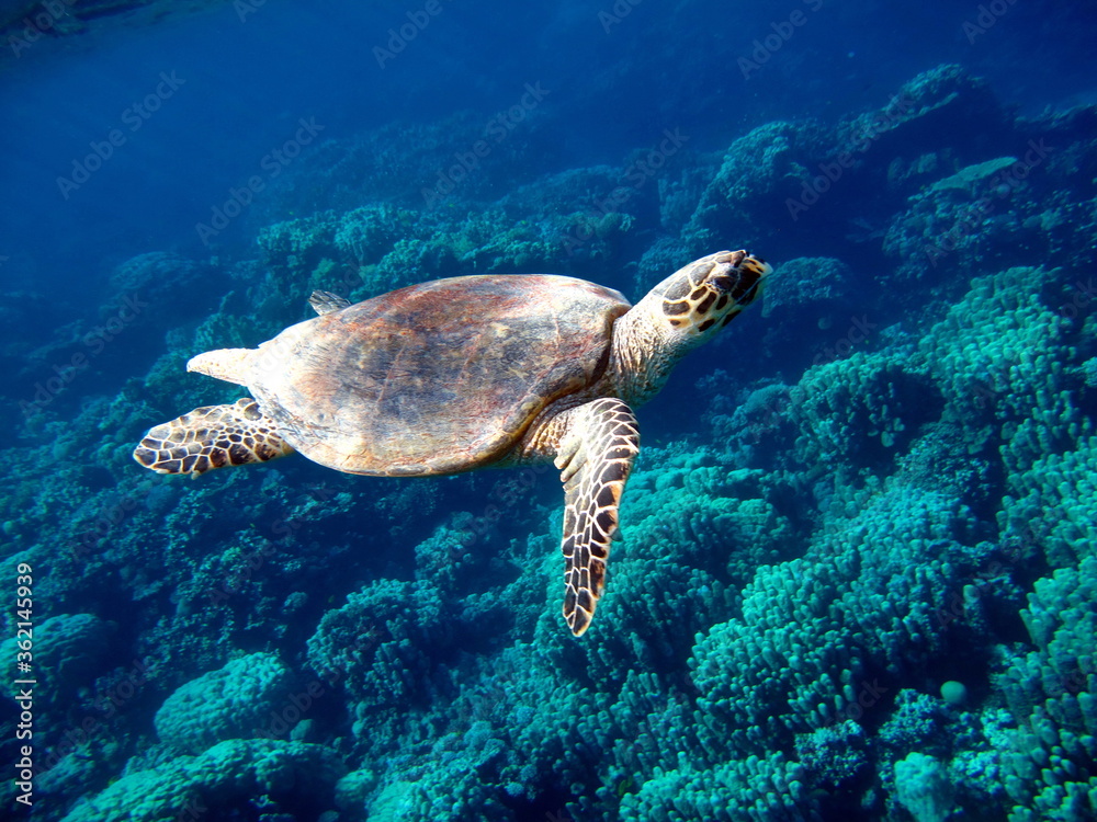 Fototapeta premium Sea turtles, Great Reef Turtle Bissa.