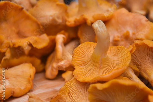 Chanterelle mushrooms, Raw wild chanterelles mushroom ready for cooking. Food background with organic fresh chanterelle mushrooms