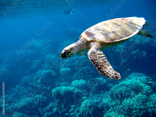 Sea turtles. Great Reef Turtle Bissa. © Vitalii6447