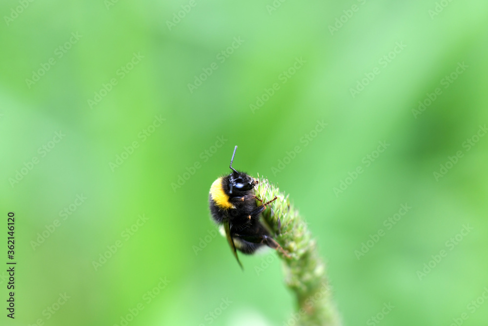 forest black bumblebee on a flower collects nectar forest black bumblebee on a flower collects nectar