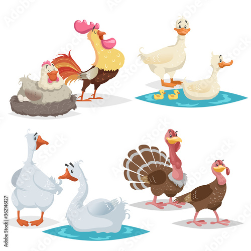 Cute cartoon farm birds set. Couple birds collection. Rooster and hen, ducks, geese and turkeys. Farm animals. Vector illustrations isolated on white background.
