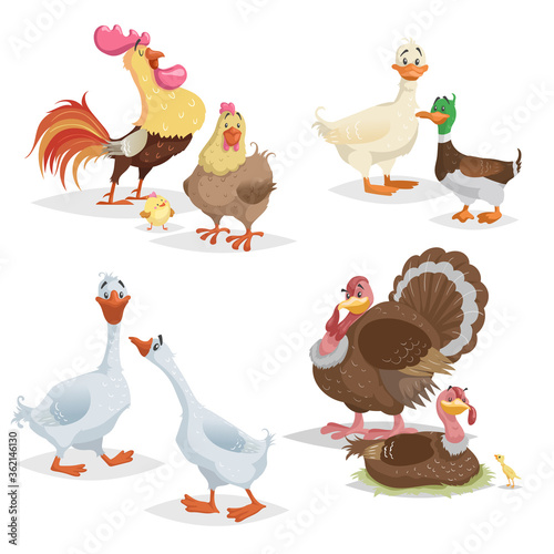 Cute cartoon farm birds set. Couple birds collection. Rooster and hen, ducks, geese and turkeys. Farm animals. Vector illustrations isolated on white background.
