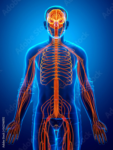 Cuadro en lienzo 3d rendered medically accurate illustration of a male nervous system