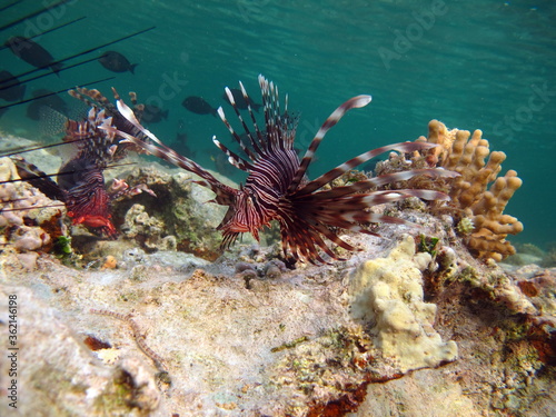 Lion Fish in the Red Sea.