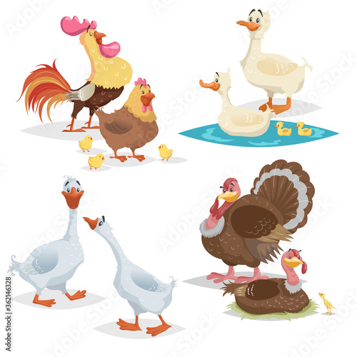 Cute cartoon farm birds set. Couple birds collection. Rooster and hen, ducks, geese and turkeys. Farm animals. Vector illustrations isolated on white background.