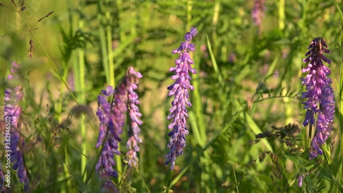 Purple flowers of Tufted vetch (Vicia cracca), or Wild Pea.