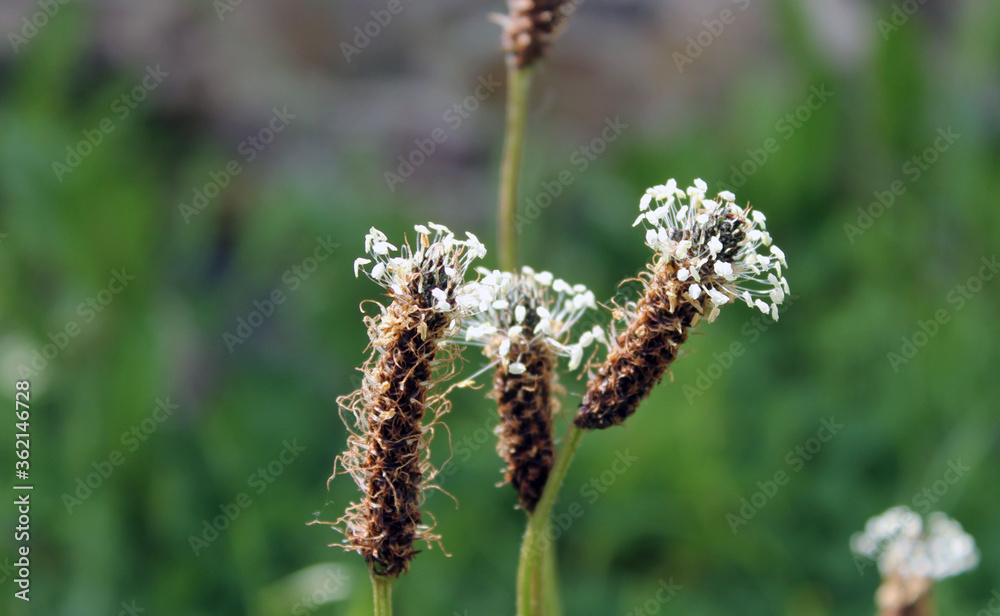 Graines de plantain