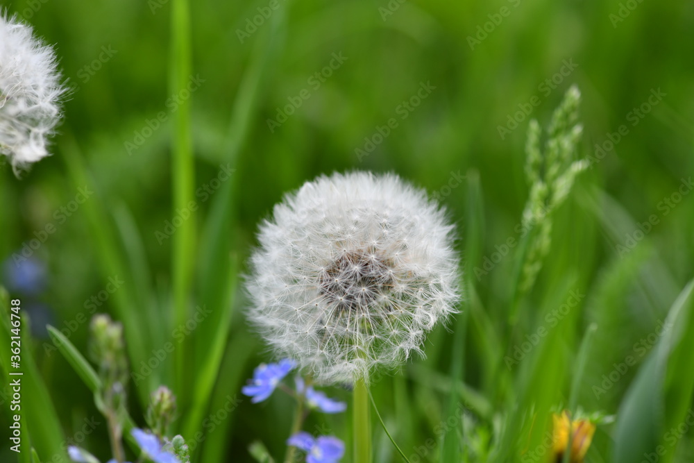 dandelions close-up on a green background dandelions close-up on a green background
