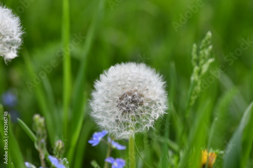 dandelions close-up on a green background