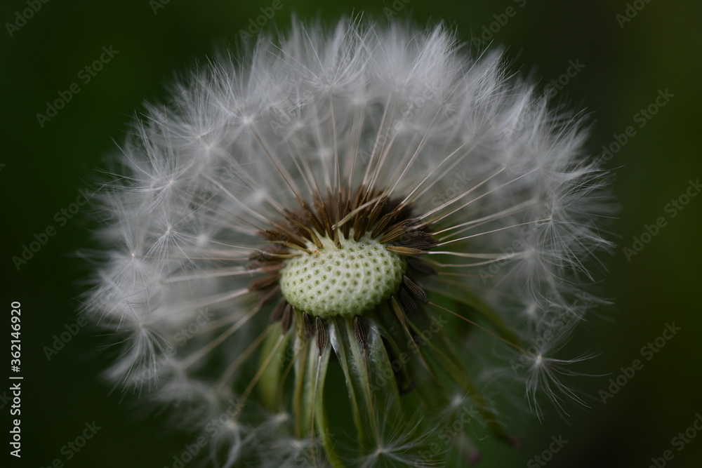 dandelions close-up on a green background dandelions close-up on a green background