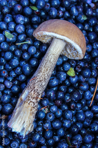 Hiking in the forest for berries and mushrooms. the podberezovik mushroom is lying on a blueberry photo