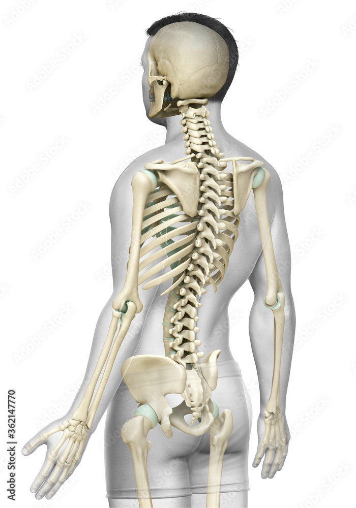 3d rendered, medically accurate illustration of a male skeleton system