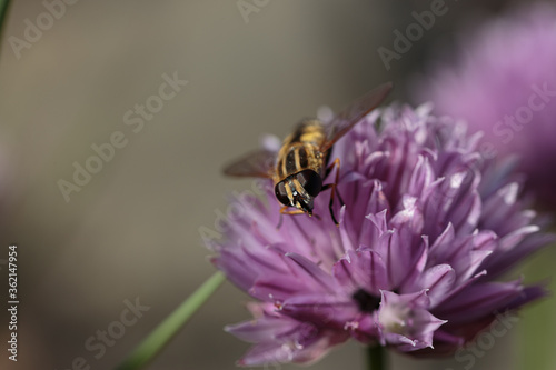 Close up of hover fly pollinating wild chives