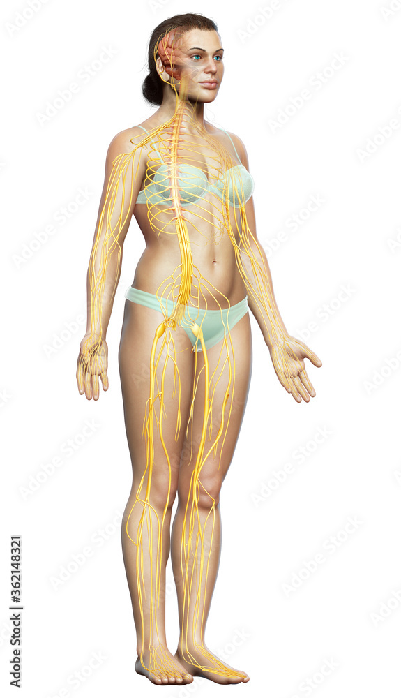 3d rendered medically accurate illustration of a female nervous system 3d rendered medically accurate illustration of a female nervous system